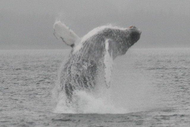 Breaching Humpback Whale  JUNEAU, ALASKA 20150728