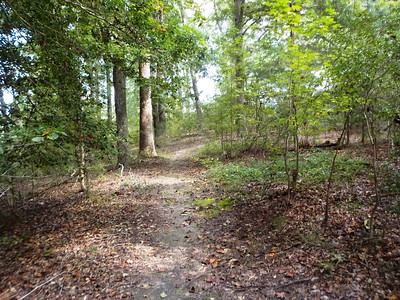 photo of a forested trail