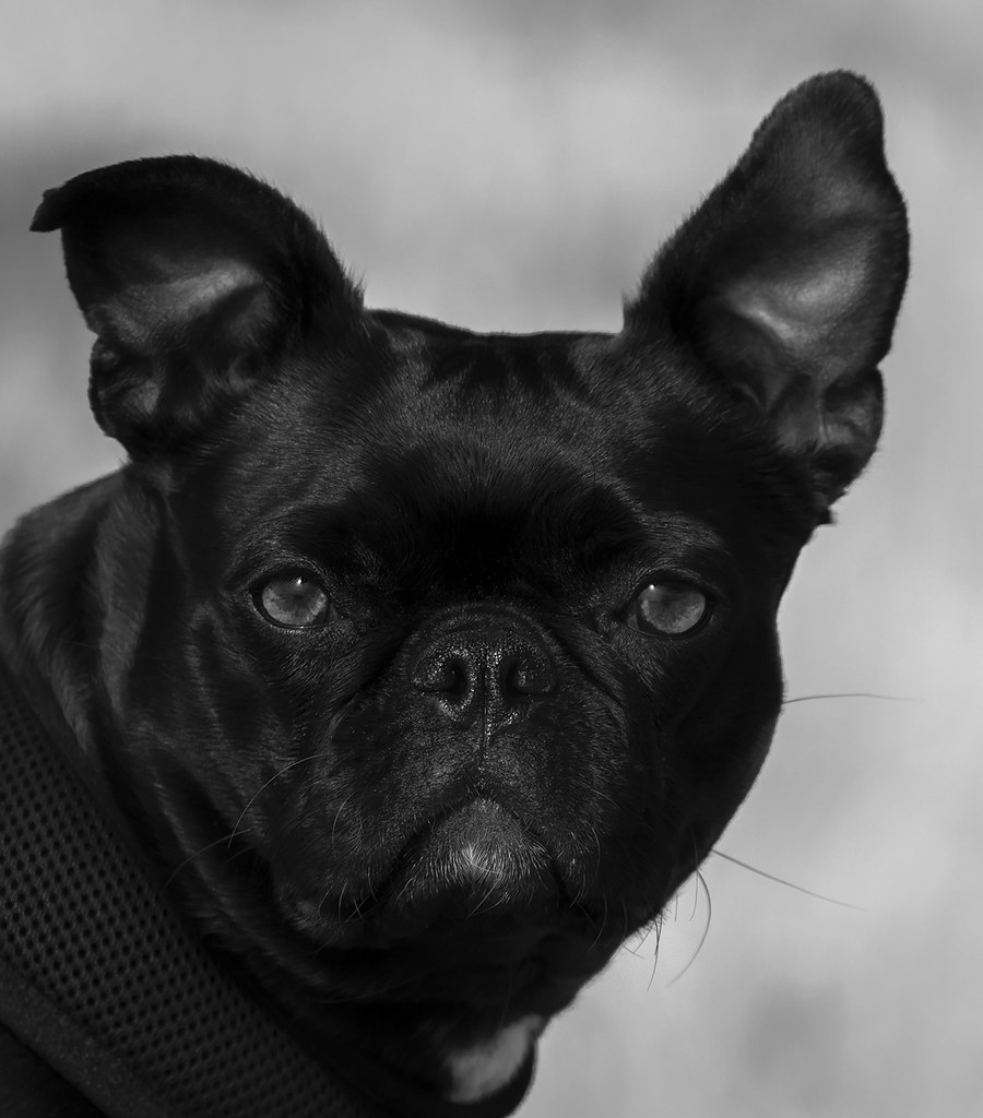 Pugsley | the what ? look B&W | bob | Flickr