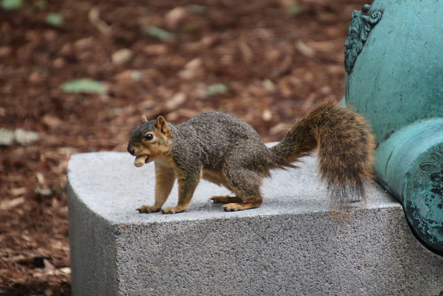 Squirrels in Ann Arbor at the University of Michigan on September 13th, 2018