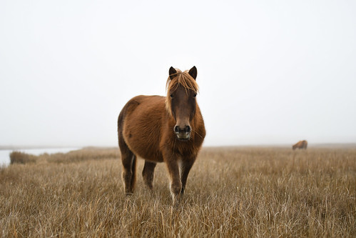 Photo of horse standing on marsh