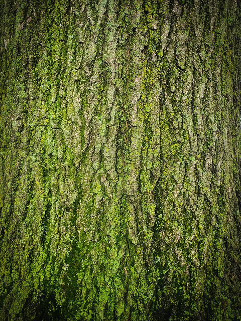 Tree Trunk. #tree #trunks #plants #plantbased #earth #green #greenlife #greenery #planttrees #moss #old #ig_shotz #ig_today #ig_color #ig_captures #ig #nycphotographer #amateur #amateurphotography #worldthroughmyeyes #mycity #myclick #my #newyork #newyork