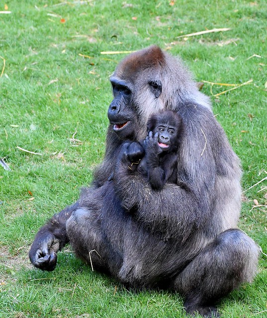 Western Lowland Gorilla holding new infant.
