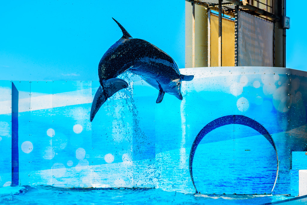 At the Dolphins and Sea Lions Show of Enoshima Aquarium, Fujisawa : イルカとアシカのショー（新江ノ島水族館）