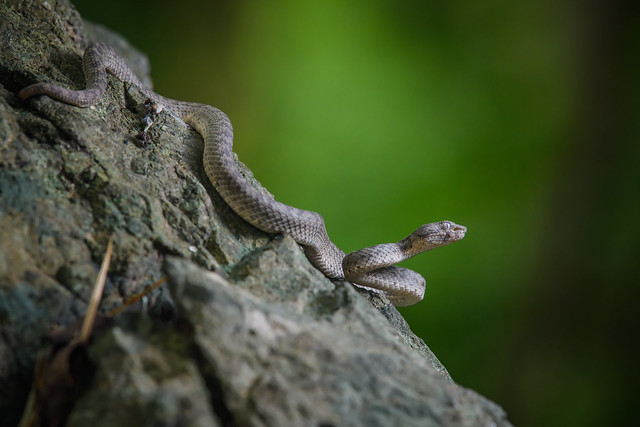 Trimeresurus kanburiensis, Kanburi pit viper - Erawan National Park