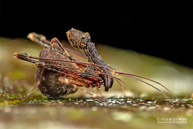 Assassin spider / Pelican spider (Eriauchenus sp.) - DSC_2729