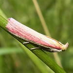 Rhabarberzünsler (Oncocera semirubella) in der Dellbrücker Heide