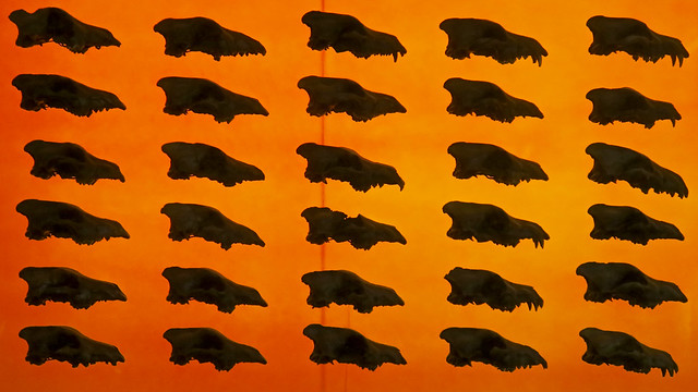 Wall of Wolves