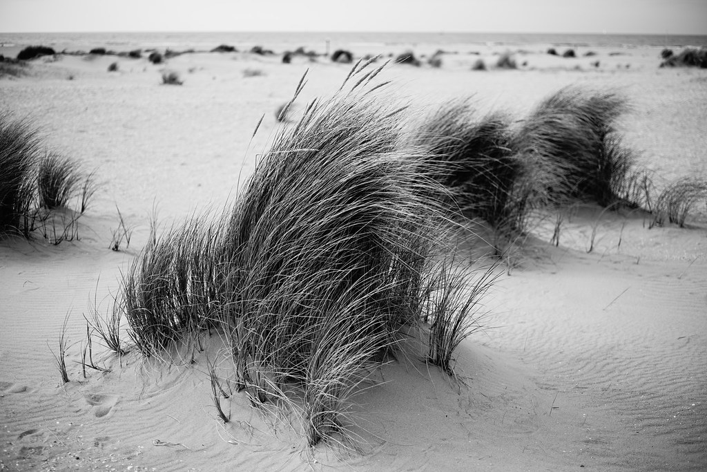 beach grass | jsdcboqsch bo oug | Flickr