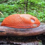 Rote Wegschnecke (Red Slug, Arion rufus)