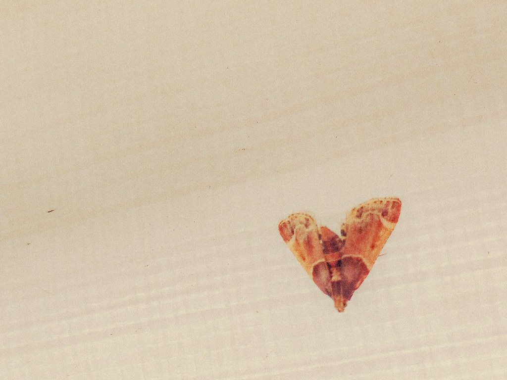 Moth fears | This image made the cut because of its ability … | Flickr