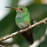Braunschwanzamazilie (Rufous-tailed Hummingbird, Amazilia tzacatl)