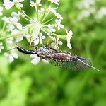Kamelhalsfliege (Snakefly, Raphidioptera), Weibchen