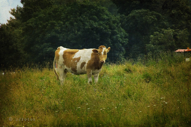 La vache des champs ..