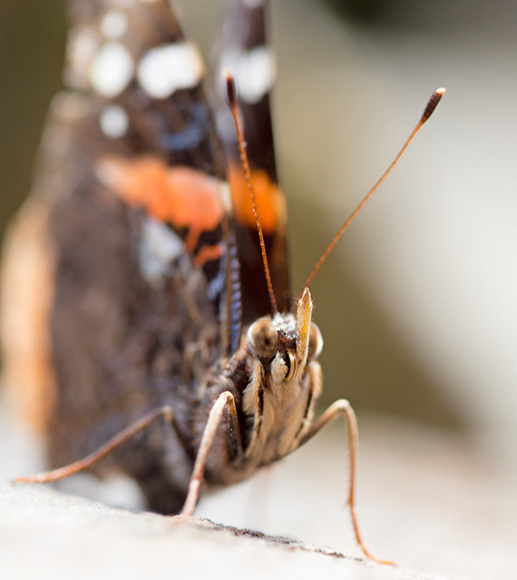 Resting Red Admiral 3