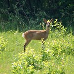 Reh (Roe Deer, Capreolus capreolus), Weibchen