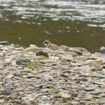 Flussregenpfeifer (Little Ringed Plover, Charadrius dubius)