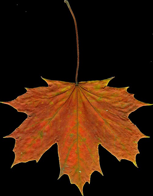 AJanner-autumn-leaf-005-cu4cu