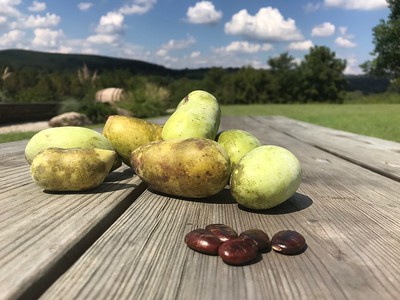 photo of pawpaw fruit