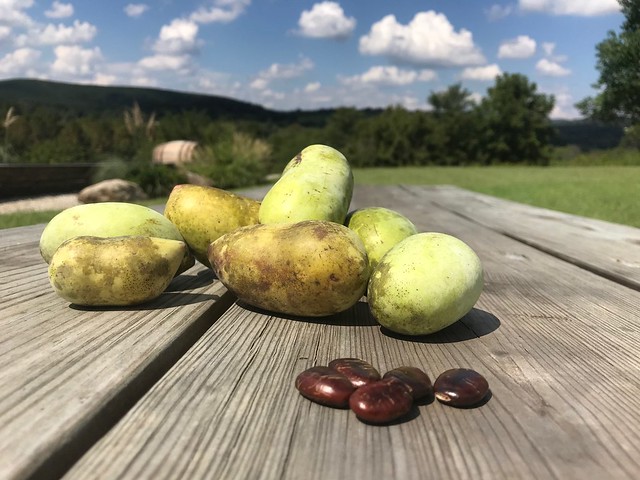 Pawpaw fruit and seeds
