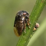 Ginsterzikade (Broom Cicada, Gargara genistae)