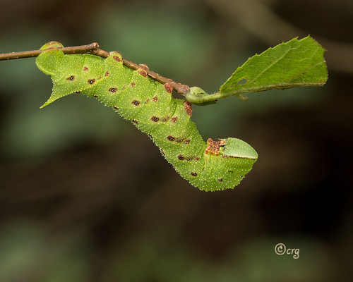 pennsylvania bradfordcounty pisgah caterpillar blindedsphinx paoniasexcaecatus hornbeam