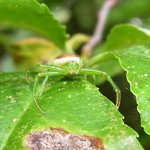 Grüne Krabbenspinne (Green Crab Spider, Diaea dorsata)