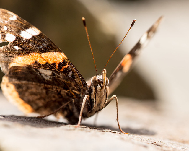 Resting Red Admiral 2
