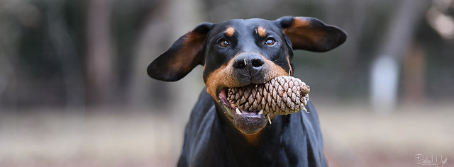 Riley with his pine-cone!