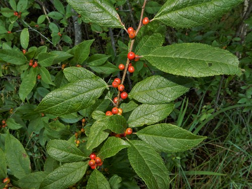 winterberry ilex verticillata wisconsin wetland shrub holly