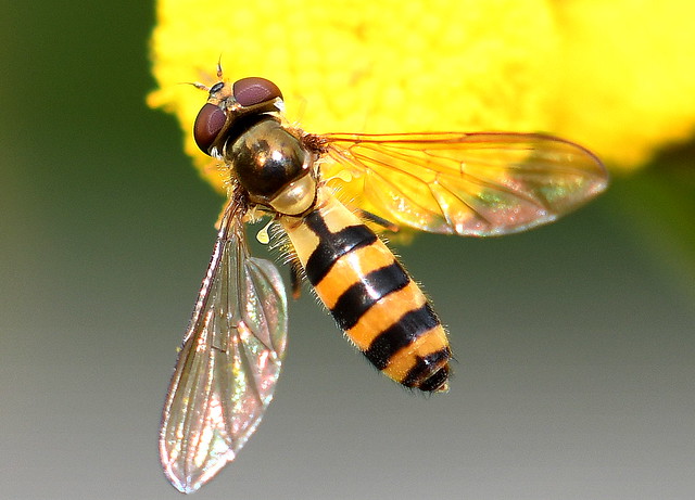 Bandflickblomfluga / Hoverfly (Meliscaeva cinctella) hona