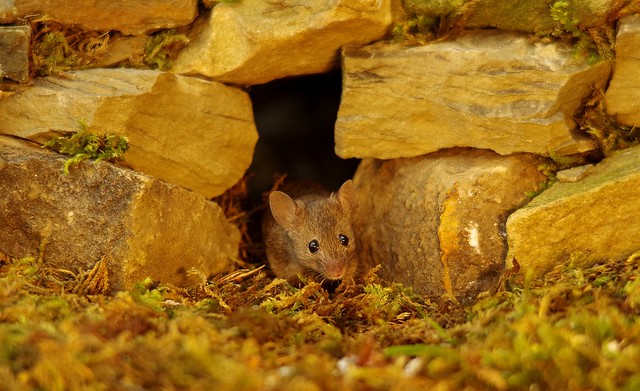 Wild garden house mouse in a stone wall (2)