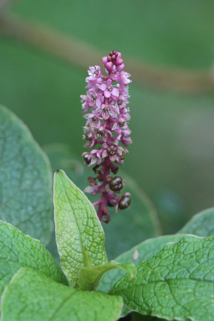 Polapoo Plant Phytolacca sandwicensis flowers | Pōpolo kū mai or Hawaii po… | Flickr
