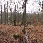 Zahlreiche Gräben durchziehen den Hiesfelder Wald