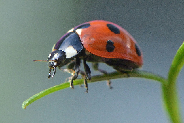 Ladybird Beetle on a Cosmos leaf