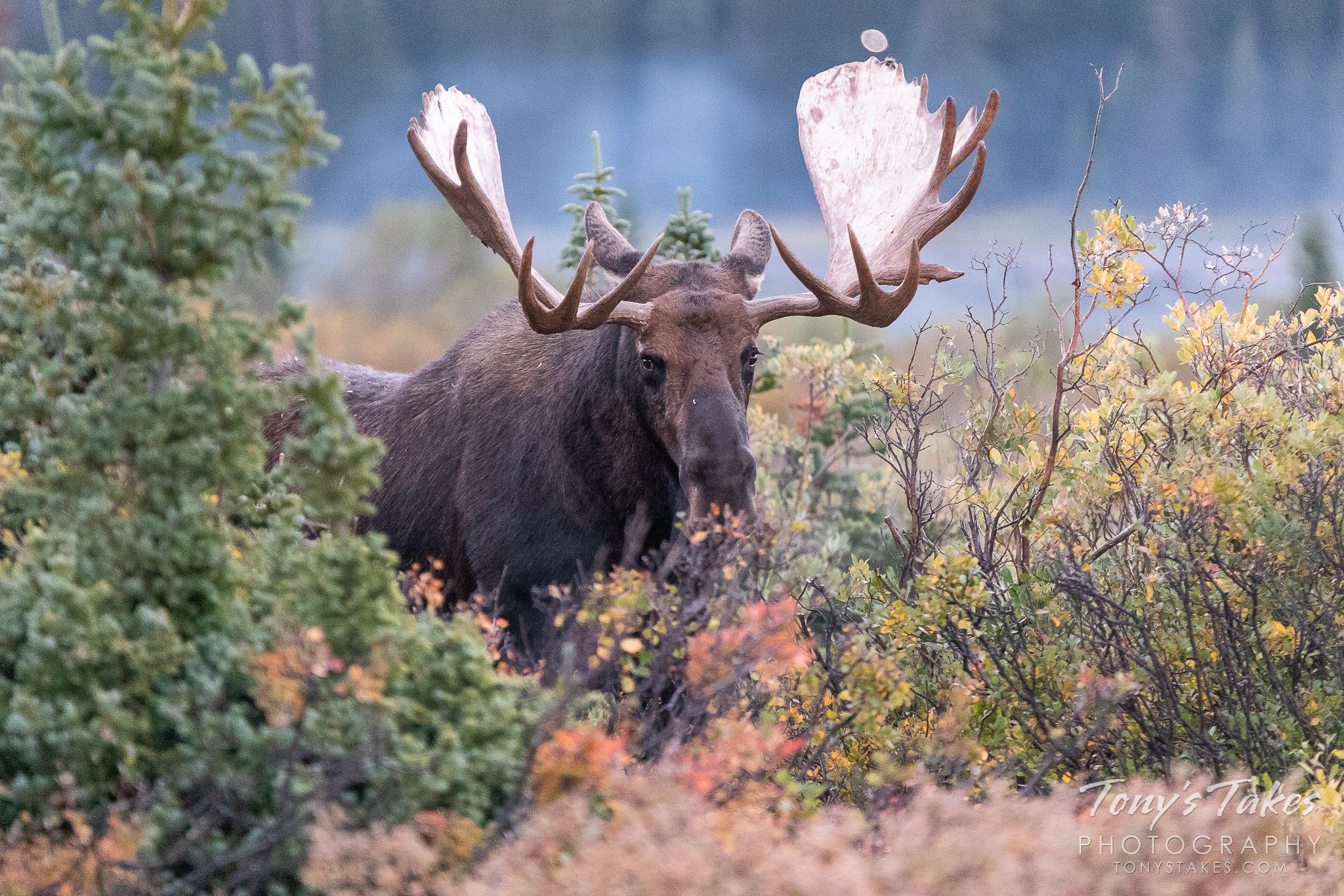Bull moose at dusk