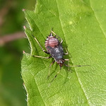 Rote Weichwanze (Red-spotted Plant Bug, Deraeocoris ruber), Nymphe
