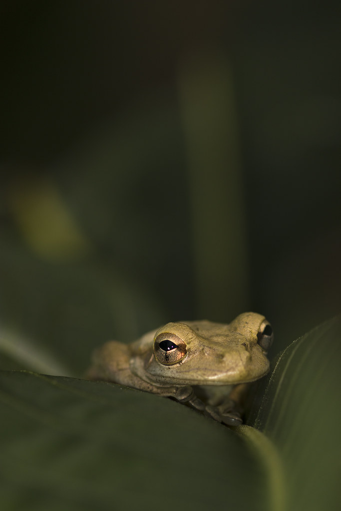 Most content tree frog