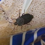 Gerippter Totenfreund (Ribbed Carrion Beetle, Thanatophilus sinuatus)