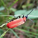 Scharlachroter Feuerkäfer (Black-headed Cardinal Beetle, Pyrochroa coccinea)