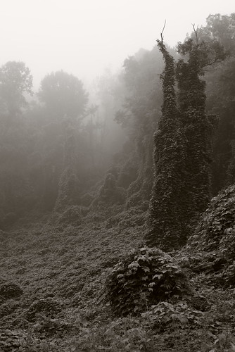Invasion by Jeff NC, Kudzu

Sylva, NC

Pentax K-1
SMC Pentax 1:1.8 85mm
Iridient Developerwesternnorthcarolina fog kudzu 