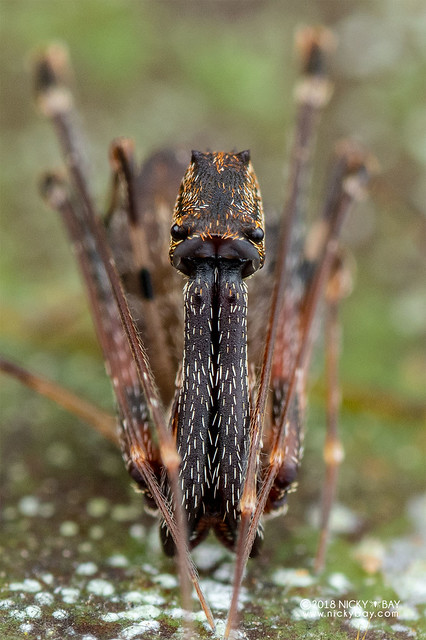 Assassin spider / Pelican spider (Eriauchenus sp.) - DSC_2715