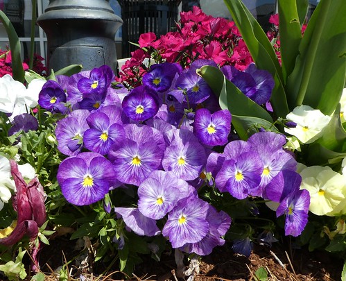 flowers pansy purplepansy blooms