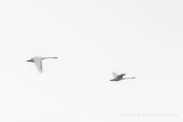 Swans on White