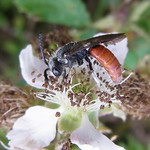 Große Blutbiene (Large Blood Bee, Sphecodes albilabris)