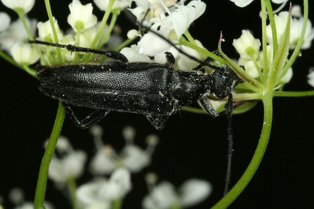 La lepture noire, Stenurella nigra (Linnaeus 1758) = Leptura nigra Linnaeus, 1758.