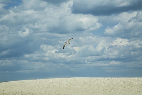 chincoteague sand dune dunes sky blue clouds seaside shore beach summer seagull bird flight virginia