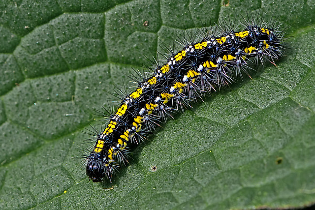 Callimorpha dominula - the Scarlet Tiger moth larva