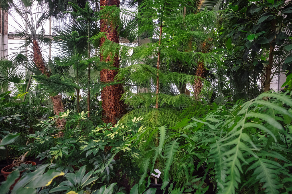 Lu Botaniskais Darzs Palmu Maja 2018 Botanical Garden Ri Flickr