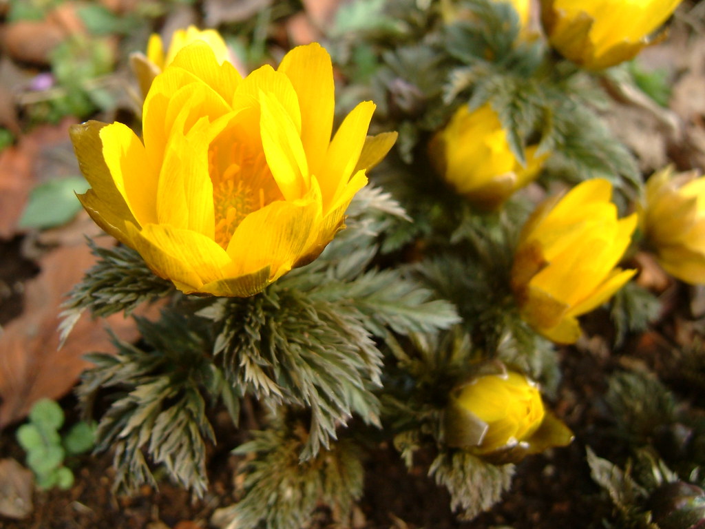 Spring ephemeral